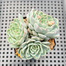 Echeveria 'Sarahime' Hybrid 2"-3" Cluster Succulent Plant