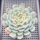 Echeveria 'White Farm' 3"-4" Succulent Plant