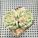Echeveria 'Geumjak' 2"-3" Succulent Plant