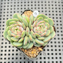 Echeveria 'Geumjak' 2"-3" Succulent Plant