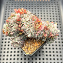 Echeveria 'Minima' Crested Cluster 3" Succulent Plant
