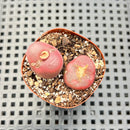 Conophytum Maughanii (Set of 2) 2" Succulent Plant