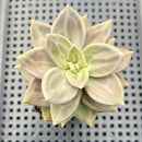 Echeveria Xichuensis 2" Succulent Plant