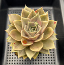 Echeveria 'Mysterious Rose' 4"-5" Extra Large Succulent Plant