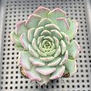 Echeveria 'Sarahime' Hybrid 1"-2" Succulent Plant