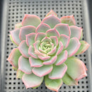 Echeveria 'A-Pink' 2"-3" Succulent Plant