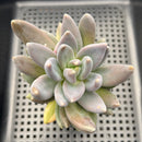 Sedeveria 'Blue Mist' (Sedum craigii x Echeveria affinis) 3"-4" Succulent Plant