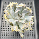 Echeveria 'Thriller Pearl' 4" Succulent Plant