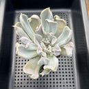 Echeveria 'Thriller Pearl' 4" Succulent Plant