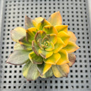 Echeveria 'Black Prince' Variegated 3"-4" Succulent Plant