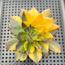 Echeveria 'Black Prince' Variegated 3"-4" Succulent Plant