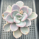 Graptoveria 'White Americano' 3" Succulent Plant