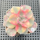 Graptopetalum 'Purple Delight' Variegated 2" Succulent Plant
