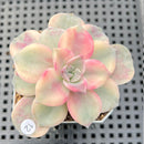 Graptopetalum 'Purple Delight' Variegated 2" Succulent Plant