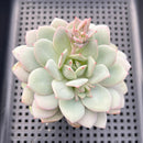 Echeveria 'Green Day' 2"-3" Succulent Plant