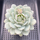 Echeveria 'Green Day' 2"-3" Succulent Plant