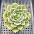 Echeveria 'White Champaign' 3" Succulent Plant