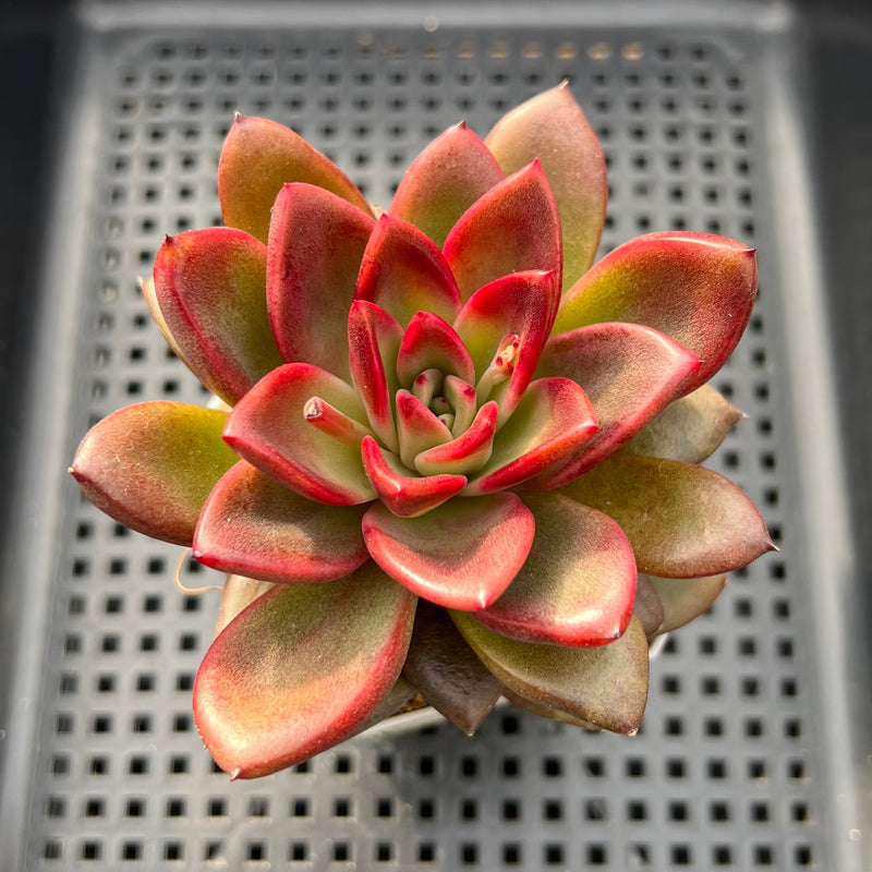 pine succulent Echeveria 'Pine Rose' 3" Succulent Plant