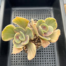 Echeveria 'Silk Road' Variegated 2" Succulent Plant