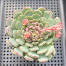 Echeveria 'Geumjak' 3"-4" Succulent Plant