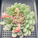 Echeveria 'Geumjak' 3"-4" Succulent Plant