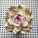 Echeveria 'Black Bear' 3" Succulent Plant
