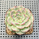Echeveria 'Anthony' 2" Succulent Plant