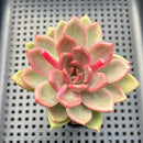 Pachyphytum sp. 2"-3" Succulent Plant