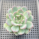 Echeveria 'Prada' 2"-3" Succulent Plant