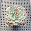 Echeveria 'Black Nail' 2"-3" Succulent Plant