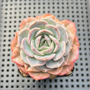 Echeveria 'Strawberry Boba' 2" Succulent Plant