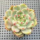 Echeveria 'White Champaign' 3" Succulent Plant