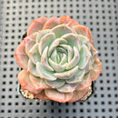 Echeveria 'Strawberry Boba' 2" Succulent Plant