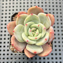 Echeveria 'Purple Champaign' 2"-3" Succulent Plant