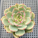 Echeveria 'Monet' 3" Succulent Plant