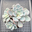 Pachyveria sp. Cluster 3"-4" Succulent Plant