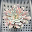 Echeveria Cuspidata var. Zaragozae 2"-3" Succulent Plant