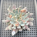 Echeveria Cuspidata var. Zaragozae 2"-3" Succulent Plant