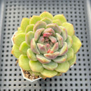 Echeveria 'Sarahime' x 'Hyalina' Hybrid 2"-3" Flower Village Hybrid Succulent Plant