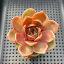 Echeveria 'Charmander' 2"-3" Flower Village Original Hybrid Succulent Plant Cutting