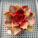 Echeveria 'Red Light' 3" Succulent Plant