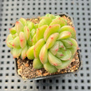 Echeveria 'Maitreya' 2"-3" Cluster Succulent Plant
