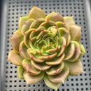 Echeveria 'Biella' 2"-3" Succulent Plant
