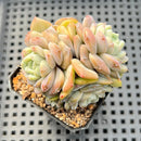 Echeveria sp. 2" Succulent Plant