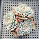 Echeveria 'Minima' 3" Cluster Succulent Plant