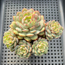 Echeveria 'Geumjak' 3" Cluster Succulent Plant