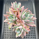 Echeveria Colorata 3" Cluster Succulent Plant