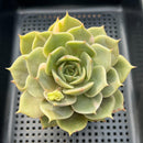 Echeveria 'Lake Baikal' Lightly Variegated 4" Succulent Plant