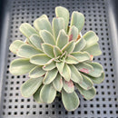 Echeveria 'Fantastic Fountain 2" Succulent Plant