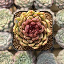 Echeveria 'Ellin' 2" Succulent Plant Cutting